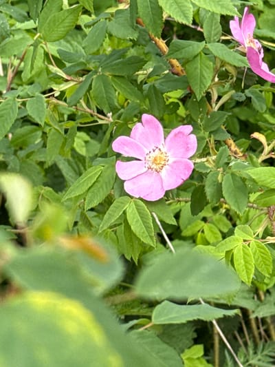 The image shows a close-up view of a wild rose plant with green leaves and pink flowers. The rose is in bloom and the surrounding foliage is lush and healthy. The location is not discernible from the image.