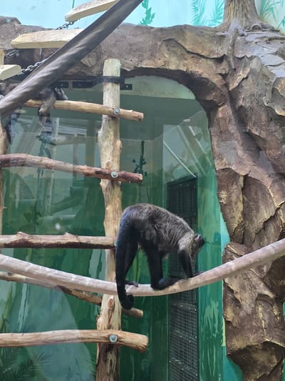 The image depicts a primate, likely a monkey or ape, climbing a vertical structure of wooden poles within an enclosure. The environment appears to be a zoo or wildlife park, as indicated by the artificial rock formations, painted backdrop with vegetation motifs, and the presence of glass or transparent barriers separating the animal from the viewer. The enclosure's design suggests an attempt to mimic a natural habitat. The primate has black fur and seems to be gripping the pole with its hands and feet. Another primate is seen indistinctly in the lower left corner, partially obscured by a large beam. The location is not explicitly identified as Uspenskii, Russia in the image itself.