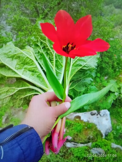 A hand, partially visible on the right side of the frame, holds a bouquet of a bright red tulip and large, vibrant green leaves. The tulip's petals are unfurled, revealing dark stamen in the center. The stems are a pinkish hue. Behind the flowers, a lush green background suggests a natural setting, possibly a forest or a densely vegetated area. Large, textured green leaves dominate the mid-ground. In the lower right corner, a timestamp reads "23/06/2026 17:08", indicating a late afternoon on June 23rd, 2026. A greyish rock covered in moss is visible in the lower right portion of the image, further grounding the scene in a natural environment. The person's left arm is clad in a blue jacket with a prominent zipper. The overall impression is a snapshot of a moment in nature, with the hand presenting a freshly picked bloom. The setting is likely outdoors, possibly in Eshanguzar, Uzbekistan, given the context.