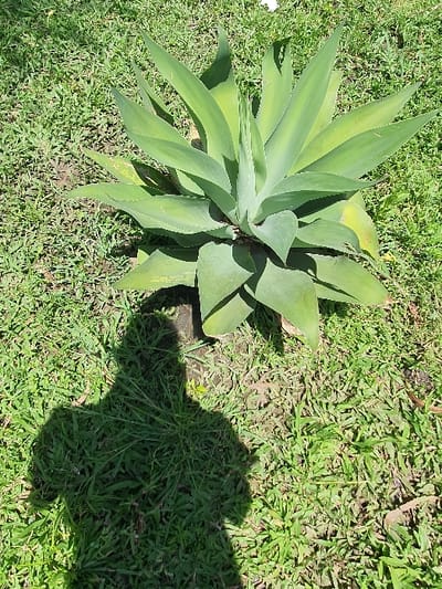 The scene is an outdoor ground-level view located in Kobura ward, Kenya. A large, green, agave-like plant with multiple broad, pointed leaves is centrally positioned on a bed of green grass. The plant exhibits variations in leaf color, with some lower leaves showing a slight yellowing or browning. The grass is unevenly cut, with visible patches of soil and sparser growth in various areas. A distinct human-shaped shadow, cast from the lower left portion of the frame onto the grass, indicates the presence and position of the photographer relative to the sun. The lighting suggests direct sunlight from the upper right.