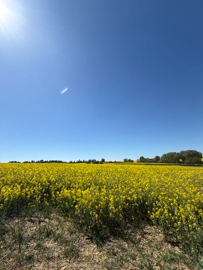 An expansive rural landscape, located in North Hertfordshire, United Kingdom, is depicted under a bright, clear blue sky. The image is oriented with the horizon line running horizontally across the middle, separating the sky on the left from a vibrant yellow field on the right.
The primary subject is a vast field of bright yellow flowers, likely rapeseed or canola, stretching across the entire right half of the frame. A distinct, thin line of dark green trees and foliage marks the upper portion of the horizon, partially obscuring the distant boundary of the field against the sky. On the far right edge of the image, a strip of dry, brown earth with scattered patches of green grass runs parallel to the field, suggesting a path or the edge of a cultivated area.
The left half of the image is dominated by a clear, deep blue sky, devoid of clouds. The sun is visible in the bottom-left corner, emitting strong white rays and lens flare, indicating bright daylight. A faint, elongated white streak, possibly a distant aircraft or a contrail, can be seen in the upper-left area of the sky.
No specific activity or event is taking place; the image captures a static, sunlit landscape. The clear sky and prominent sun suggest a warm, sunny day, likely in the morning or late afternoon, given the intense lens flare and strong shadows on the ground. There is no visible text in the image.