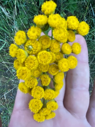 A close-up shot focuses on a cluster of small, bright yellow flowers held in a person's open hand. The flowers, which appear to be tansy or a similar species, are tightly packed together on thin stems, forming a round bouquet. The hand is pale pink and slightly blurred, with visible skin texture. The background consists of blurred green foliage and grasses, suggesting an outdoor natural setting. The image was taken in Horodca, Moldova.
