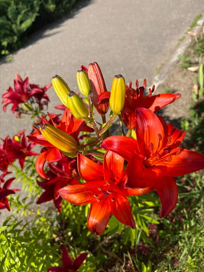 In Bahushewsk, Belarus, a cluster of vibrant red lilies is in full bloom, their petals unfurling towards the sun. Several buds, still in their yellow-green stage, dot the stems, hinting at future blossoms. The lilies are positioned near a paved walkway, with glimpses of green foliage and darker red flowers in the background. The scene is bathed in natural sunlight, casting shadows and highlighting the intricate details of the flowers. There are no people or animals visible in the frame.
