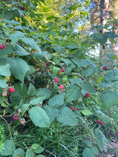 The image depicts a close-up view of a raspberry bush laden with ripe, red raspberries. The bush is lush and green, with large, serrated leaves. Several branches are visible, each dotted with clusters of raspberries in various stages of ripeness, from a pale pink to a deep, vibrant red. Some raspberries are partially obscured by leaves, while others are in sharp focus. The background is a blur of green foliage and dappled sunlight, suggesting an outdoor setting. In the upper right corner, the trunk of a birch tree with its distinctive white bark is partially visible, along with the sky and more distant trees, indicating a natural or semi-natural environment. The overall impression is one of abundance and natural beauty.

The image is not specific to any location within Hämeenlinna, Finland, but the presence of raspberry bushes suggests a temperate climate, common in Finland during the summer or early autumn months when raspberries are in season. It could be a park, a garden, or a natural area within or around the city.