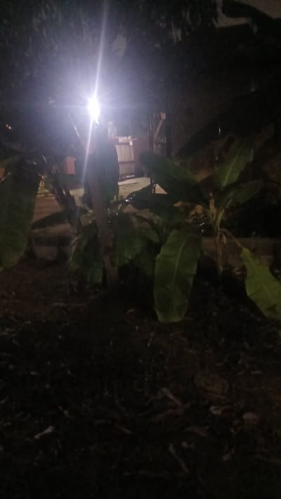The image appears to be taken outdoors at night in what may be a backyard or garden area. There are leafy plants, possibly banana plants, visible in the center of the frame. A bright light source is also present, creating a lens flare effect and casting shadows. Based on the prompt, the location is in Putucual, Venezuela. However, without additional details, it is impossible to definitively describe or determine details about people, actions, or interactions in the image.