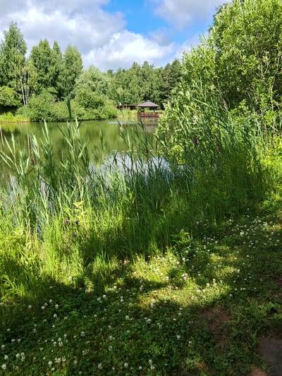 The image depicts a serene lakeside scene with lush greenery and a clear blue sky dotted with white clouds. In the foreground, tall reeds and various green plants line the edge of a calm body of water. The water reflects the surrounding trees and the sky, creating a peaceful ambiance. In the distance, across the lake, a wooden gazebo with a brown roof is visible, surrounded by dense trees. The sun casts dappled shadows on the ground covered in grass and small white flowers. The environment suggests a natural, park-like setting, possibly in or around the city of Neva, Russia, given the vegetation and architectural style of the gazebo. No people are present in the image, and no specific actions or interactions are observed. The overall impression is one of tranquility and natural beauty.