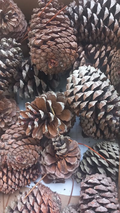 A high-angle, close-up, full-frame shot captures a dense collection of pinecones. The pinecones vary in size and shade, ranging from light brown to dark brown and grey. Some appear open, revealing their textured scales, while others are more tightly closed. Several thin, reddish-brown pine needles are interspersed among the cones. The pinecones are arranged in what appears to be a shallow box or container, with a light-colored surface visible beneath them. The lighting is diffused, highlighting the intricate details and rough textures of the pinecones. The image does not contain any people or visible interaction. The context of Águeda, Portugal is not visually evident in the image.
