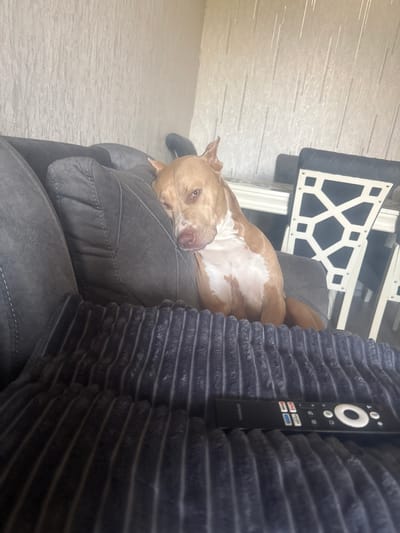 A tan and white dog is resting on a gray couch. The dog is lying on its side, with its head resting on a couch cushion and its eyes looking towards the camera. The dog has light brown fur with white markings on its chest and face. Behind the dog, there is a gray textured blanket and a black remote control with buttons and symbols. The remote has the brand name "SKYWORTH" at the bottom. In the background, a white geometric pattern is visible on a dark surface, possibly part of furniture or a decorative element. The overall setting appears to be indoors, likely a living room. The lighting suggests it is daytime.