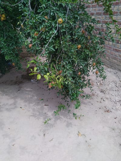 The image shows a pomegranate tree laden with ripe fruit, situated against a backdrop of a brick wall. The ground is a mixture of concrete and sand, with some scattered leaves and debris. The scene appears to be in an outdoor setting, possibly a garden or a yard, in Chhina Uttar, Pakistan. The pomegranate tree is the primary subject, with its branches extending towards the viewer and showcasing numerous small to medium-sized pomegranates. Some of the fruits are yellow-green, while others have a reddish hue, indicating varying stages of ripeness. The brick wall is a prominent feature in the background, constructed from reddish-brown bricks. The ground is uneven, with patches of smooth concrete and areas covered in loose sand and pebbles. Shadows from the tree and its fruits are cast on the ground, suggesting it is daytime. There are no people or animals visible in the image. The overall impression is one of a rustic, natural scene with agricultural elements, typical of a rural or semi-urban environment in Pakistan.