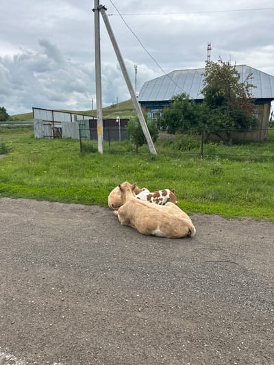 In the village of Таштимерово, Russia, two light-brown cows, one with white spots, are resting on a gravel road. The cows are lying down, facing away from the camera. Behind them, a green grassy area stretches towards a wooden house with a corrugated metal roof and a fence. A utility pole stands to the left of the house, and a transmission tower is visible in the distance. The sky is overcast with gray clouds.