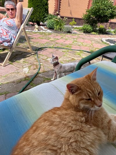 In the city of Veljaminovo, Russia, a woman is relaxing in a lounge chair in a sunny, stone-paved courtyard. She is wearing sunglasses and a patterned dress. Two cats are present in the scene. One is a ginger cat lying on a striped cushion in the foreground, and the other is a light-colored cat standing in the background near a green garden hose. The courtyard is surrounded by greenery and a brick building.