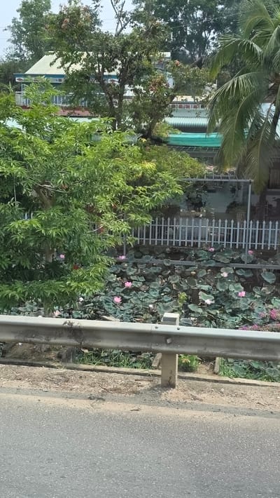 A photograph shows a road with a metal guardrail on one side. Beyond the guardrail is a waterway filled with large, rounded leaves and pink lotus flowers. A metal fence runs alongside the waterway. Trees and foliage are visible in the background, along with a building with a light blue roof and green netting. The image appears to be taken in a residential area of Đăk La, Vietnam.