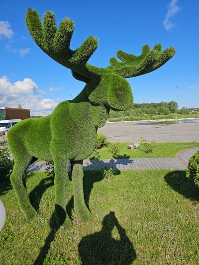 The image depicts a bright, sunny day in the city of Ilyinskoe, Russia, featuring a large, vibrant green topiary sculpture of a moose standing on a manicured lawn. The moose sculpture is intricately shaped, with detailed antlers and a full body, its form created from neatly trimmed evergreen bushes. The ground around the sculpture is covered in lush green grass, with a paved walkway made of grey interlocking stones bordering the lawn. In the background, a large, grey asphalt area is visible, possibly a parking lot or open space, with a few sparse trees and a line of lampposts in the distance. Beyond that, a dense forest stretches across the horizon under a clear blue sky dotted with fluffy white clouds. The lighting suggests it is midday, casting distinct shadows on the grass, including the shadow of a person holding a camera, indicating the photo was taken by someone present at the scene. In the far background, a building with a wooden facade and a white van parked nearby can be seen, suggesting the location might be near a public facility or park entrance.