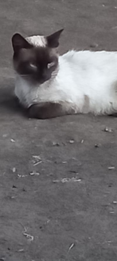 A Siamese cat with dark points on its face and ears and a white body lies on a textured, gray surface. The cat's head is turned to the left, and its eyes are closed. The background is a dark, rough surface that appears to be concrete or asphalt, with some light-colored debris scattered across it. The lighting is somewhat dim, suggesting it might be indoors or an overcast day outdoors. The cat appears relaxed and possibly sleeping. There is no visible text in the image. The scene is likely a domestic setting or an outdoor area like a patio or courtyard, given the nature of the surface.