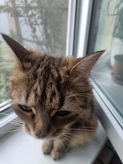 This is a close-up, high-angle medium shot of a brown tabby cat sitting on a windowsill. The cat's face is the primary subject, with its ears perked and its gaze directed downwards and slightly to the left. The cat has dark brown and black tabby markings on its fur, with lighter brown and tan accents, especially around its muzzle and eyes. Its whiskers are long and white. The background is blurred, showing what appears to be a window with vertical blinds and foliage outside, suggesting an indoor setting, likely a home in Zazymia, Ukraine. The lighting seems natural, possibly from daylight. The cat's expression is somewhat somber or contemplative, with its eyes partially closed. There are no people visible in the image, and no text is present. The overall scene is simple, focusing entirely on the cat and its immediate surroundings.