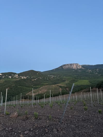 The image depicts a vineyard in the city of Lazurnoye, Ukraine. In the foreground, young grapevines are planted in dark, rocky soil, supported by rows of metal stakes. The middle ground features terraced vineyards on a verdant, forested hillside. A small cluster of white buildings is visible nestled on the slope. In the background, a large, rocky mountain rises, its summit weathered and exposed. The sky above is a clear, pale blue. The scene appears to be captured during either sunrise or sunset, given the soft, diffused light.