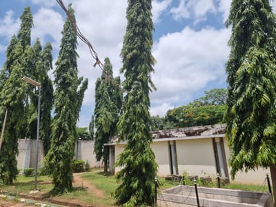 The image depicts a section of the Anadariya National Cemetery in Anadariya, Nigeria. In the foreground, a concrete structure, likely a grave, is visible with metal chains and posts bordering it. Surrounding this area are several tall, slender evergreen trees, characteristic of cemetery landscaping. A dirt path meanders through the grassy grounds, leading towards a building in the background. The building is a single-story structure with a light-colored facade and a weathered, textured roofline. Power lines are visible strung across the upper portion of the image, passing over the trees and heading towards the building. The sky is partly cloudy, with scattered white clouds against a bright blue background. The overall scene suggests a quiet, well-maintained cemetery environment under a daytime sky.