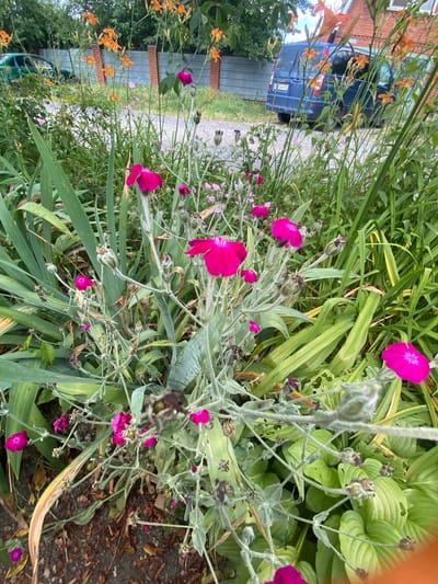 In a residential area of Akhtyrskiy, Russia, a cluster of bright pink flowers, likely Dianthus, is in full bloom. They are surrounded by tall green foliage, possibly from iris plants, and interspersed with orange daylilies. In the background, a gravel driveway leads to a blue minivan parked in front of a brick fence. The scene is typical of a summer garden, with a sense of peaceful domesticity.