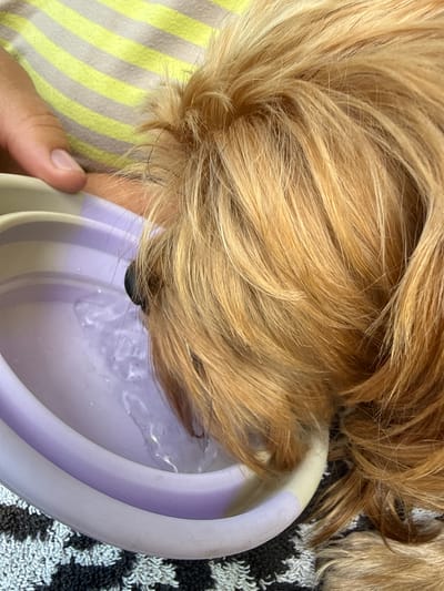 A close-up, eye-level shot shows a dog drinking water from a purple and gray collapsible bowl. The dog's head is angled down into the bowl, with its golden-brown fur obscuring its face. A human hand is visible on the left side of the frame, resting on the rim of the bowl. The dog is wearing a yellow and gray striped shirt. The bowl is sitting on a black and white patterned rug. There is no indication of the location in Gudensberg, Germany.