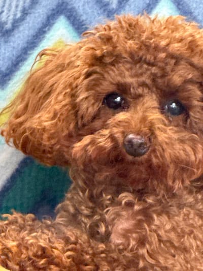 The image shows a close-up of a reddish-brown toy poodle dog. The dog has dark eyes and a dark nose. Its fur is curly and fluffy. The background is blurred and appears to be a patterned blanket with blue, green, and yellow colors. There is no identifiable location in the city of Bersenevka, Russia within the image.