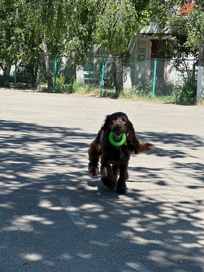 A dark brown cocker spaniel is running across an asphalt surface, carrying a bright green ring toy in its mouth. The dog is in focus, with its ears and tail spread out as it moves forward. Sunlight casts dappled shadows from trees onto the asphalt. In the background, a chain-link fence with green posts encloses an area with trees and a building with white walls and a red door. This scene appears to be a public outdoor space, possibly a park or schoolyard, in Podilsk, Ukraine, under a clear sky.
