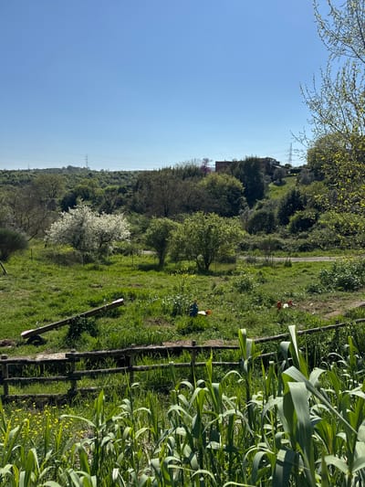 The image shows a landscape in Morlupo, Italy. In the foreground, there is a fence bordering a field of tall green plants, possibly garlic. Further into the scene, a grassy field is visible with scattered vegetation and a few small figures wearing hats. Beyond the field, a tree blooms with white flowers. A wooded hillside rises in the background, with power lines visible in the distance. The sky is clear blue. A building structure is visible behind the hillside trees.