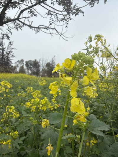 A field of vibrant yellow flowers stretches into the distance under a cloudy sky. The blossoms are covered in small droplets, possibly dew or rain. A close-up of the flowers reveals their delicate, four-petaled structure. To the left, a bare tree stands in silhouette against the overcast backdrop, adding a stark contrast to the bright floral landscape. Other trees in the distance further frame the scene.