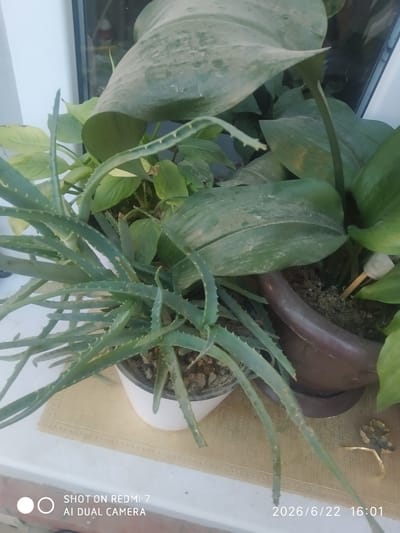An aloe vera plant is in the foreground, its spiky leaves extending towards the viewer. Behind it, larger, dusty green leaves of another plant are visible, some of which are partially obscuring a dark brown pot. The plants are situated on a beige placemat placed on a white surface, likely a windowsill. In the background, a window reflects some light. The bottom of the image contains a watermark indicating "SHOT ON REDMI 7 AI DUAL CAMERA" and a date and time stamp: "2026/6/22 16:01". This scene is an indoor plant arrangement.
