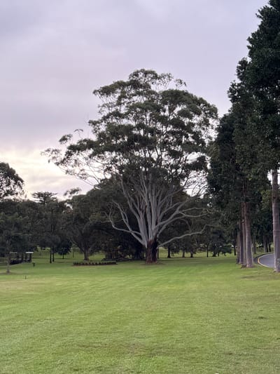 A wide, outdoor, vertical shot shows a park-like setting with a cloudy sky. On the left side of the frame, a large, mature eucalyptus tree dominates the scene with its pale, peeling bark and sprawling, gnarled branches. Behind it, dense green foliage from other trees forms a dark, textured backdrop. The ground beneath the eucalyptus appears to be covered in dark soil or mulch.

To the right of the trees, a vast expanse of neatly mown green grass stretches into the distance, suggesting a park, golf course, or sports field. The grass is even and well-maintained, with subtle variations in shade indicating the terrain. In the far distance, a line of dark green trees creates a distinct edge to the grassy area. Along this tree line, a paved road or pathway can be seen, with tall, slender palm trees lining its side. A dark, oval-shaped object, possibly a car or a piece of sports equipment, is visible on the side of the road near the top of the frame.

The overall impression is one of a peaceful, natural environment on an overcast day. The lighting is soft and diffused, consistent with cloudy weather, and there are no visible signs of direct sunlight or harsh shadows. The scene appears to be set in the late afternoon or early morning, given the subdued light. No people or animals are visible in the frame, and there is no visible text. The location context of Potts Point, Australia, suggests a temperate climate suitable for such a park.