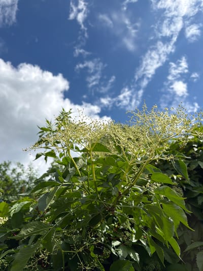 The image depicts a close-up, low-angle view of the top of a leafy plant with delicate, pale yellow clusters of undeveloped flowers or tiny berries. The plant's bright green leaves are prominent in the foreground, some appearing slightly serrated. Behind the foliage, the sky is a vibrant blue, dotted with scattered white, wispy clouds. The scene appears to be outdoors in natural light. There are no people or animals visible in the frame. The location is identified as Blagoveshchenskoe, Russia.