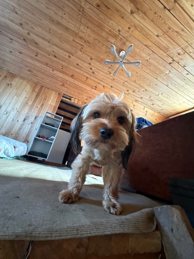 The image shows a small, light brown dog standing on a carpeted surface. The dog is facing the camera and appears to be looking directly at it. The background consists of wooden walls and a wooden ceiling, suggesting an interior space, possibly a room with a sloped ceiling like an attic. There is a shelf unit with items on it, a bed with bedding, and a piece of furniture that appears to be a couch or chair. The overall lighting suggests it is daytime, with natural light entering the space. The location is identified as Jāņupe, Latvia.