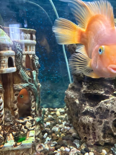 An aquarium contains two orange parrot cichlid fish and a decorative castle structure. One fish is in focus, positioned on the right side of the frame, facing the camera with its mouth slightly open. Its body is a vibrant orange, and its eye is visible with a blue iris. The other fish is partially visible, peeking out from an opening in the castle structure on the left side of the frame. The castle is made of a tan material with weathered detailing, including windows and architectural elements, and appears to have some green algae growth. The substrate of the aquarium consists of small, multicolored pebbles. The background is a dark blue, with small blue bubbles or particulate matter visible throughout the water. The overall scene depicts an underwater environment within an aquarium. The location is specified as Pavlov, Russia.