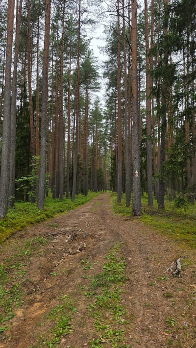 The image shows a forest path in Smiltene, Latvia. The path is made of dirt and is surrounded by tall pine trees. The trees are dense, creating a canopy that filters the sunlight. There is a small marker on one of the trees, a yellow and red triangle. The ground is covered in pine needles, dry leaves and some green moss. The weather appears to be overcast, as the light is diffused and there are no harsh shadows. The scene evokes a sense of tranquility and solitude. The image is shot in a landscape orientation, with the path curving to the right and disappearing into the distance. The forest appears to be temperate, with deciduous and coniferous trees. The time of day is likely daytime, judging by the presence of light, but the overcast sky makes it difficult to determine the exact time. There is no visible text in the image.