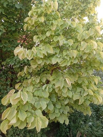 The image displays a tree with lush foliage, predominantly in shades of green and pale yellow. The leaves are broad and heart-shaped, with visible veins. Some of the leaves appear to be transitioning from green to yellow, suggesting a change of season. The branches of the tree are visible beneath the leaves, appearing dark brown. In the background, there is dense greenery, indicating other vegetation and possibly a natural or garden setting. The lighting suggests it is daytime, with sunlight filtering through the leaves. The scene appears to be outdoors in Shofirkon, Uzbekistan, characterized by the vibrant plant life.
