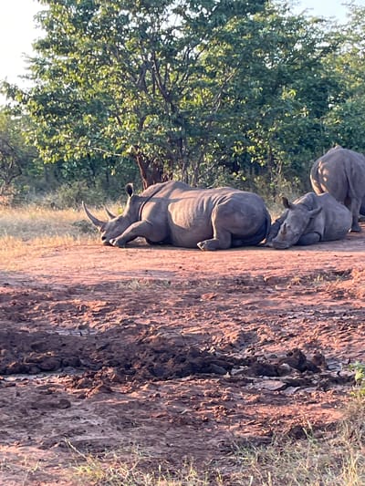 A group of three rhinos, including a calf, is observed in Victoria Falls Municipality, Zimbabwe. The rhinos are situated on a dirt path adjacent to dense vegetation. One rhino is standing, while the other two are lying down. The calf appears to be nestled between the adults. The environment consists of trees, grass, and a dirt path.