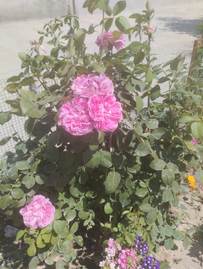 A close-up, eye-level shot captures a vibrant pink rose bush in bloom, set against a backdrop of a pale gray wall and a wire fence. The rose bush is lush and full, with numerous large, ruffled pink roses and dark green leaves. Several roses are fully open, showcasing their intricate petal structure, while others appear as buds, suggesting the bush is in peak flowering season. The ground beneath the bush is a mix of sandy soil and a few scattered small flowers in shades of pink, purple, and yellow. The lighting suggests it is daytime, possibly morning or afternoon, with shadows cast by the foliage. The overall scene is one of natural beauty and tranquility. This photograph was taken in Koçkor-Ata, Kyrgyzstan.