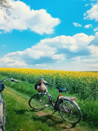 The image depicts a rural scene with two bicycles on a grassy path next to a vibrant yellow field, likely canola. The sky above is a bright blue with scattered white clouds. One bicycle, in the foreground on the right, is parked and features a wicker basket on the handlebars containing a black and white item, possibly a cat or a stuffed animal. The other bicycle is partially visible on the left side of the image. The background consists of a dense field of yellow flowers stretching to the horizon, bordered by green vegetation. There are no people visible in the image. The overall impression is one of a serene, natural landscape, typical of the Ukrainian countryside.