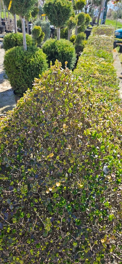 The image shows rows of potted shrubbery in what appears to be a plant nursery. Some of the shrubs are shaped into globes, while others appear to be hedges. The leaves are a mix of green and yellow-brown. The location, Usoika, Bulgaria, is not clearly discernible from the image itself. There are no people visible. The focus is on the plants.