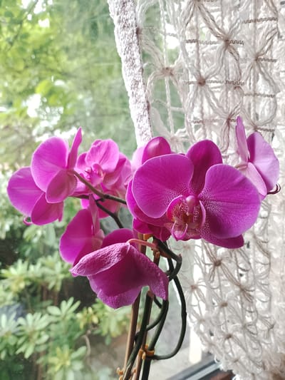A close-up, eye-level shot shows a cluster of vibrant pink orchid blooms. The flowers, with their distinctive speckled petals, are arranged on a dark stem, which is partially obscured by a macrame curtain. The background is softly blurred, revealing lush green foliage outside a window, suggesting an indoor setting near a garden or natural landscape. The image appears to be taken in Rheda-Wiedenbrück, Germany, likely within a home or conservatory that overlooks greenery. There are no people or actions depicted in the scene.