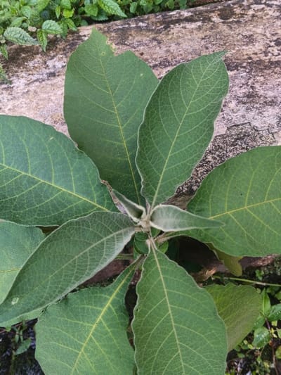 This image depicts a close-up, top-down view of a small herbaceous plant situated in Stueng Saen, Cambodia. The primary subject is a plant with approximately nine prominent green leaves arranged radially, with smaller, newer leaves emerging from the central apex. The larger, outer leaves are ovate with visible lighter green to yellowish venation and undulating or slightly irregular margins. One larger leaf in the upper left quadrant exhibits a minor tear or irregularity along its edge. The innermost, developing leaves at the plant's center are lighter green and appear to possess a fine, fuzzy, or velvety texture. The plant's stem is obscured but implied at the base of the leaf cluster. The immediate background to the upper right and left features a weathered, mottled surface, likely concrete or stone, displaying shades of light grey, beige, and dark grey. Further in the top left background, a patch of smaller, lighter green foliage from another plant is visible. The lower background is dark and indistinct, suggesting moist soil or groundcover. No people, animals, or direct actions are depicted.