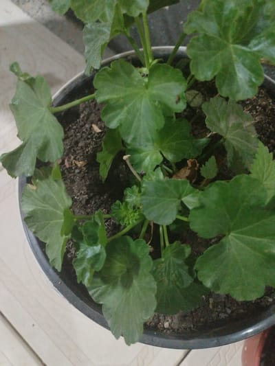 An overhead shot captures a potted plant with lush green leaves. The plant is in a dark gray pot, which is placed on a light-colored tiled surface. The background is out of focus but appears to be a mix of indoor and outdoor elements. There are no people visible in the image. The scene appears to be a simple, everyday setting, possibly a home or a garden. There are no visible landmarks or clues that would pinpoint a specific location within Социализм, Kyrgyzstan.