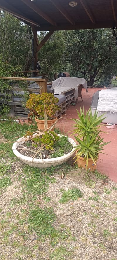 The scene depicts an outdoor patio and garden area, identified as being in Forest Hills, Spain. In the foreground, the ground consists of sparse green weeds and dry, light-colored organic material. Three potted plants are arranged: a large, off-white, bowl-shaped planter containing various succulents, including a jade plant and aloe vera, along with small green plants; a smaller terracotta pot behind it holding a dense, multi-branched jade plant; and to the right, another terracotta pot containing a tall, spiky green plant, possibly a Yucca, with blue mosaic tile accents on its base.
The midground features a reddish-brown hard surface, likely a patio, extending to the right. On this surface, a seating arrangement is visible under a dark-roofed wooden pergola. This includes a sofa constructed from wooden pallets with grey cushions. Adjacent to it, a wicker chair is draped with a light-colored, textured throw blanket. Further right, a low structure, possibly a pet bed or another piece of furniture, is also covered with a similar white textured blanket. A pink pet bowl rests on the patio surface next to this covered structure. A barrel-shaped object, potentially a barbecue grill or fire pit, is partially visible in the background behind the seating.
The overhead pergola features exposed wooden beams and a dark-colored roof material. A white ceiling fixture is mounted to the underside of the roof, and a long, thin light fixture is attached to a wooden beam. The background is dominated by dense green foliage from various trees and shrubs, indicating a natural or heavily planted environment beyond the patio area. No individuals are present in the scene, and no active events or interactions are occurring.