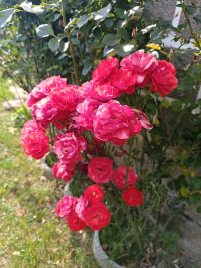 A close-up, vertical, medium shot captures a cluster of vibrant pink and red roses in bloom, set against a backdrop of lush green foliage and a grey, textured wall. The roses, some fully open and others budding, are arranged in dense clusters, with some appearing slightly wilted. The foreground is dominated by the floral display, with out-of-focus green grass and scattered fallen leaves suggesting an outdoor setting. The lighting indicates a sunny day, with highlights and shadows creating depth. A grey, circular pot is partially visible at the bottom, containing the rose bush. The environment appears to be a garden or yard in Stănești, Romania, based on the provided location. No people are present in the image, and no specific actions or interactions are depicted, other than the natural state of the blooming flowers.