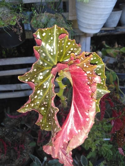 The image displays a close-up view of a plant featuring bicolored foliage. The upper surfaces of the leaves are dark green with numerous white spots, exhibiting irregularly serrated and wavy margins. The undersides of the leaves are a deep reddish-maroon. A prominent leaf in the foreground is curled, showcasing its red underside. A green stem is visible centrally. In the background, several other potted plants, some in dark containers, and a white ribbed pot are visible. A light-colored structural element, likely shelving, is partially present behind the main plant. The scene depicts a cultivated plant environment. No people are visible. The image does not contain any visual information to identify its location as Kladno, Czechia.