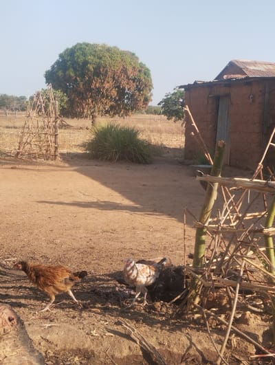 A rural scene shows chickens foraging in a dusty yard. A simple mud hut with a corrugated metal roof stands nearby, framed by a handmade wooden fence. In the background, a tree with green and brown leaves dominates the scene, alongside other sparse vegetation. The ground is dry and sun-baked, casting shadows. The bright, clear sky suggests a hot, arid climate.