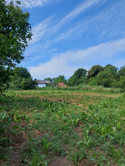 This is an eye-level, medium outdoor shot of a rural landscape in Shpychyntsi, Ukraine. The scene is dominated by a cultivated field in the foreground with rows of green plants, likely a root vegetable crop, growing in rich brown soil. The field is bordered by an assortment of trees and dense foliage. In the middle ground, two buildings are visible: a white house with a grey roof on the left, and a red brick building with a pitched roof on the right. Behind these structures, a thick wall of trees forms the backdrop. The sky above is a vibrant blue, streaked with thin, wispy white clouds. The overall impression is one of a peaceful, agricultural setting on a clear day.
