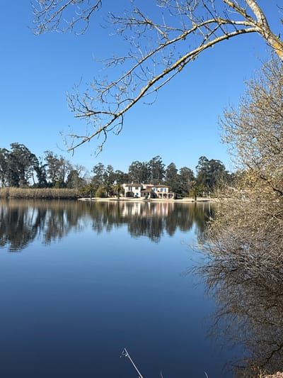 The image displays a serene landscape at Lagoa da Barrinha in Mira, Portugal, under a clear, bright blue sky. A vast, calm body of dark blue water occupies the lower and central portions, reflecting the sky and the opposite bank with clarity. The foreground is partially framed by bare, leafless tree branches extending from the top-left and partially from the right. On the far bank, a light-colored, multi-story building complex, featuring cream or tan facades, orange-tiled roofs, and blue window shutters, is centrally positioned. This structure is surrounded by several palm trees and backed by a dense line of tall, slender trees, which also extend along the bank to the left and right. A thin, white, rod-like object is partially visible in the water in the bottom-left corner. No individuals or specific actions are discernible within the scene.