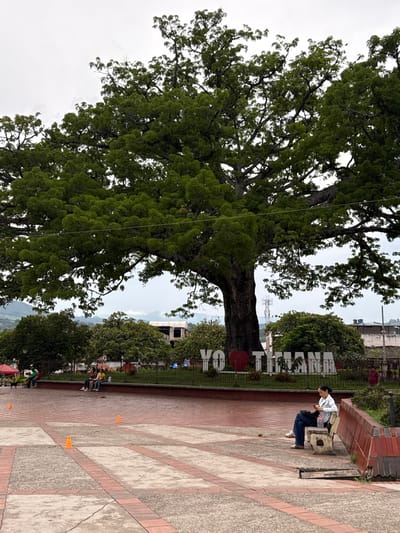The image depicts a public square in Timaná, Colombia, on an overcast day. A prominent, large tree with a thick trunk and dense green canopy dominates the central background. In front of the tree, within a manicured garden enclosed by a black metal fence, a large white sign spells "YO ❤️ TIMANA," with a red heart symbol replacing "love."

The foreground features a paved area constructed from alternating sections of terracotta-colored bricks and grey concrete. Two orange traffic cones are positioned on this paving in the mid-ground.

To the right, a woman is seated on a light-colored stone bench, facing slightly left. She wears a white jacket, blue jeans, and white Adidas sneakers, and is engrossed in a mobile phone held in both hands. A pink water bottle rests beside her on the bench. Behind her, a low red brick wall borders a grassy area.

Further left, three individuals are seated on a low wall or planter. Two are young women wearing yellow and light blue tops, engaged in conversation. To the far left, a person in a green shirt is partially visible under a red canopy, with a dark-colored dog on a leash nearby. A blurry figure in maroon is discernible in the far right background.

The background includes rolling green hills or mountains under a light grey sky. Between the trees, a multi-story concrete building under construction, featuring exposed rebar, is visible. A cellular communication tower is situated behind the large tree's trunk, and various other structures are partially visible on the right horizon.
