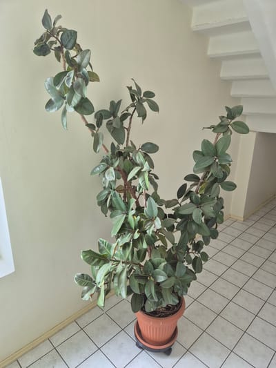 The image shows a tall potted plant with large, glossy green leaves, likely a Ficus elastica, positioned on a tiled floor. The plant is in an orange terracotta pot with a ribbed texture, which sits on a black wheeled caddy, allowing for easy movement. The plant's branches extend upwards and outwards, with some reaching towards a pale beige wall. To the left of the plant, a section of white stairs with a textured railing is visible, suggesting an indoor setting like a staircase landing or hallway. The floor is covered in square, light-colored tiles with dark grout lines, laid diagonally across the frame. The lighting suggests daytime, possibly indoors with natural light. There is no visible text in the image. The scene is calm and domestic, likely in a residential or office building in Ebavere küla, Estonia.