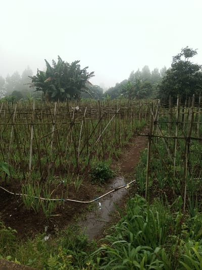 An agricultural field in Joshi Vihir, India, is depicted under overcast or foggy conditions. The scene is dominated by rows of young, green leafy plants, possibly an allium variety, cultivated in dark, damp soil. A comprehensive trellis system constructed from numerous bamboo poles, interconnected with twine or wire, spans the cultivated area, providing support for potential climbing crops. A narrow, muddy dirt path bisects the field longitudinally. In the immediate foreground, a white PVC pipe, part of an irrigation system, runs along the path, with collected water visible around it. Sparse green vegetation and patches of taller grass grow along the edges of the field. The background features a dense treeline composed of varying tree species, including a prominent large banana plant to the left, all partially obscured by the pervasive fog or mist. No individuals are present in the frame.